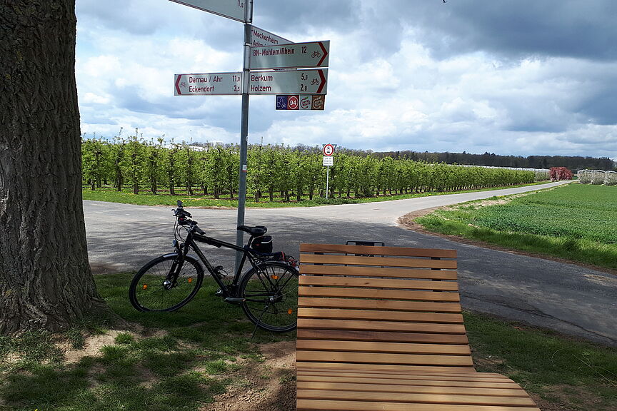 Rastplatz Weise Apfelroute Das Bild zeigt einen Rastplatz mit einer Liegebank unter einer alten Linde nahe Arzdorf